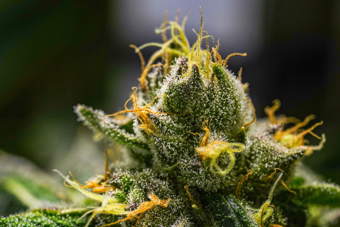 Bosky Genetics macro: trichome detail on a finished flower